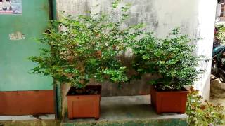 Koleksi Bonsai Jeruk kingkit  Lime Berry  berbuah lebat [upl. by Llewop]