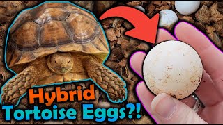 Our Sulcata and Leopard Tortoise had Eggs [upl. by Flossie962]