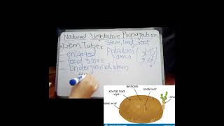 Natural Vegetative Propagation  BulbsCORMS RhizomeTubersSuckerLeaves [upl. by Eremihc]