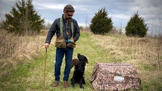 Labrador Retriever Puppy Training  16 Weeks [upl. by Shien]