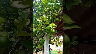 Lemon tree in my garden 💚 beautiful nature ❤️💚🍋shortsfeed shortstrending viralvideo [upl. by Kuska]