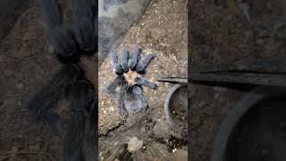 Aphonopelma chalcodes just became a mature male tarantula Aphonopelma arizonablonde [upl. by Eugenius]