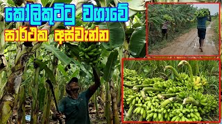 කෝලිකුට්ටු වගාවේ අස්වනු නෙලීම  kolikuttu Wagawa banana cultivation  kasawila wagawaPtaka opana [upl. by Corneille]