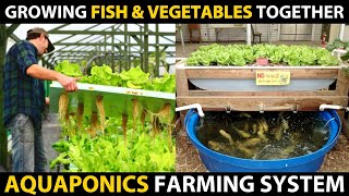 Growing Fish and Vegetables Together AQUAPONICS SYSTEMS  Aquaponic Farming Setup Beginners Guide [upl. by Ruosnam]