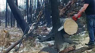 homelite sxl130 chainsaw at home in the woods [upl. by Konopka]