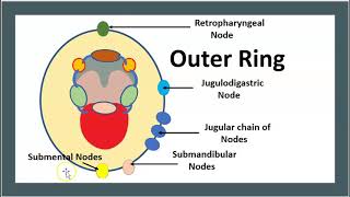 Are adenoids part of Waldeyers ring Palatine Lingual Tubal Nasopharyngeal USMLE NCLEX 3 Minutes [upl. by Sseb871]