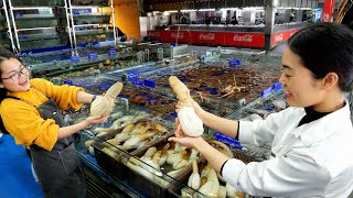 세계에서 가장 비싼 조개 대물급 코끼리 조개 회 볶음 구이요리  Giant Elephant Clam Vietnam Street Food [upl. by Otirecul834]