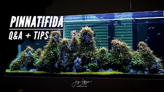 HYGROPHILA PINNATIFIDA ON THE ROCKS  QampA  Top Tips  Dentist Aquarium [upl. by Quin]