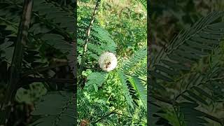 Bees Loving Leucaena Flowers [upl. by The]