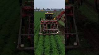 Carrot Harvest harvesting farming agriculture tractor carrots Dewulf shorts new drone dji [upl. by Bartley282]