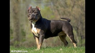 15 Nombres Para Perros Fuertes PitbullsBull TerriersAmstaff ETC  Razas Fuertes Colombia [upl. by Hollington]