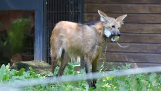 Mähnenwolf bei der Fütterung im Nbg Tiergarten [upl. by Madda]