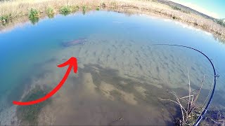 Insane Sight Fishing for Monster Sturgeon in a Shallow Creek [upl. by Beall]