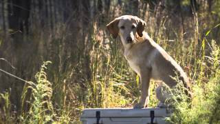 Waterfowl Dog Demo [upl. by Stroud]