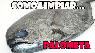 Como Limpiar una Japuta o Palometa [upl. by Aseel]