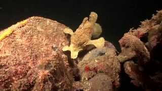 Crazy Animal Attack  Giant Frogfish eats poisonous Lionfish [upl. by Ardyth]