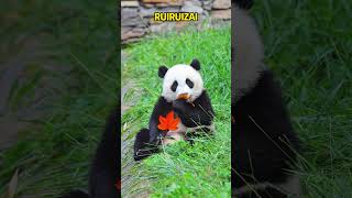 枫叶和蕊蕊崽也是绝配 panda pandafushun cute adorablepanda animals cutepanda pandalove pandalife [upl. by Atinrehs]