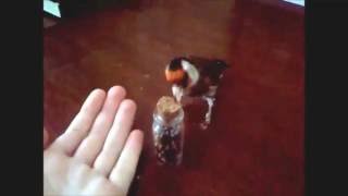 Training Goldfinch To Open Jar CC [upl. by Irahcaz27]