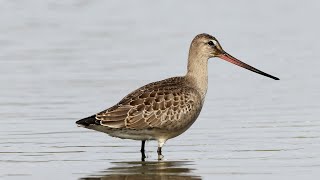 Hudsonian Godwit [upl. by Estella]