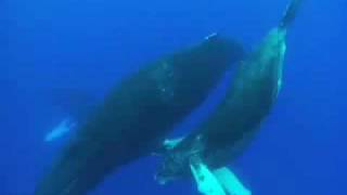 SomCanto das Baleias JubarteHumpback whales [upl. by Eityak]