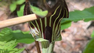 Jackinthepulpit [upl. by Ettesil]