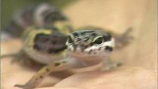 How to Care for a Leopard Gecko  Picking a Gecko [upl. by Hobie251]