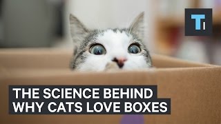 Why Cats Love Boxes So Much [upl. by Blalock486]