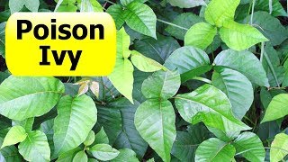 How To Kill Poison Ivy Vine On a Tree  Live Life DIY [upl. by Anastas190]