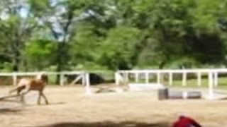 Horse Lunging Problems and how to solve them with Mike Hughes Auburn California [upl. by Yorel]