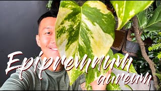 Epipremnum Aureum Golden Pothos How to Grow Them BIG Care Tips and Propagation  WITH UPDATES [upl. by Theodoric]