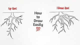 How to draw tap root and fibrous root diagram  taproot and fibrous root drawing [upl. by Burnett516]