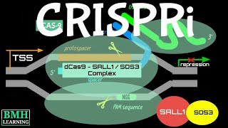 CRISPRi  CRISPR Interference [upl. by Nahshunn]