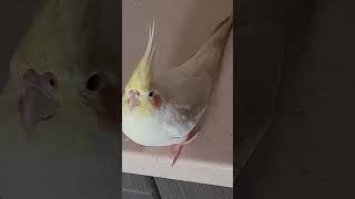 Cockatiel vigilant while snoozing cockatielparrotpetsbirdsviral [upl. by Ainolopa653]