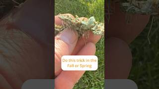 How to Grow Grass Fast  35 Week Update garden lawncare lawn lawnmaintenance [upl. by Nollahp708]