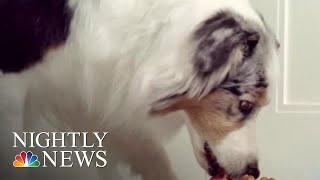 Dog Food Recalled Over Dangerous Levels Of Vitamin D  NBC Nightly News [upl. by Irrek]