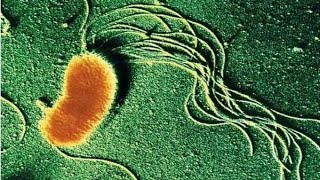 Bacteria  1980 Encyclopaedia Britannica Films [upl. by Payne]