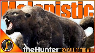 MELANISTIC SNOW LEOPARD  Insane Hunt in theHunter Call of the Wild [upl. by Tabb]