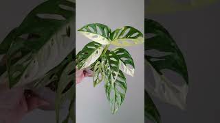 Monstera Acuminata Varigated Varigata Jambol Japan [upl. by Brice140]