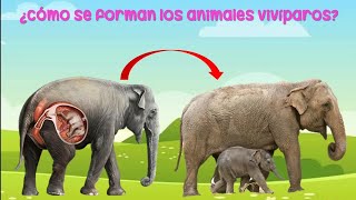 ¿Cómo nacen los animales animales ovíparos y vivíparos para niños [upl. by Asyla846]