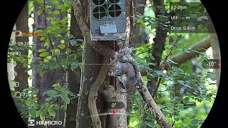 Morning session on the Grey Squirrels in Kent by Andrew [upl. by Fenwick670]