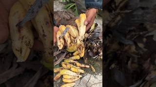 Giant banana seeds viral fruitgarden fruitplants farming carving fruittrees [upl. by Modern]