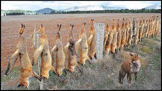 Why Are Millions Of Foxes Invasive In Australia [upl. by Demb]