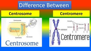 Difference Between Centrosome and Centromere [upl. by Shayna]