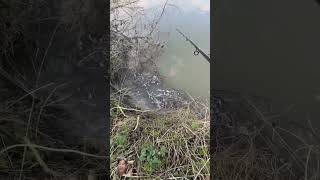 fishing pêche fish perch carp catfish nature duet carpfishing outdoors [upl. by Bogusz]