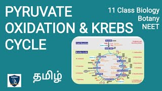 Pyruvate Oxidation amp Krebs Cycle in Tamil  Respiration  Botany I Class 11  NEET  TNSCERT [upl. by Maise]