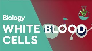 What Are White Blood Cells  Health  Biology  FuseSchool [upl. by Torray158]