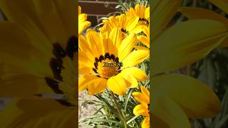 Growing Gazania flowers from seed [upl. by Niels]