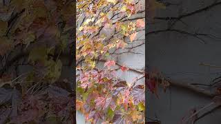 ナツヅタ Parthenocissus tricuspidata 夏蔦 [upl. by Pleasant]