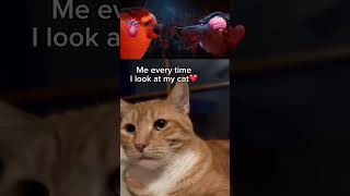 Me every time I look at me cat❤️cat cute fyp funny viral trending [upl. by Searby998]