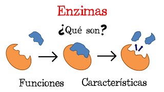 💥 ¿Qué son las Enzimas 💥 Fácil y Rápido  BIOLOGÍA [upl. by Pega]